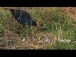 Pukeko Nest Settle 2995